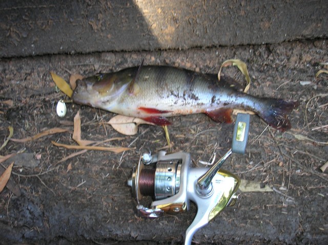 Redfin caught under a bridge at big brook arboretum.